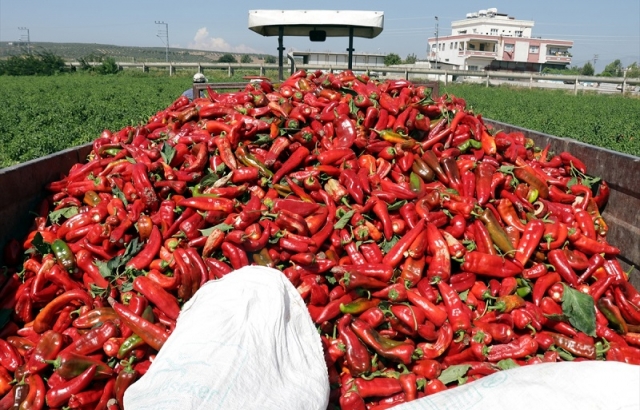 Amik Ovası’nda ekim alanı genişleyen kırmızı biberde hasat dönemi