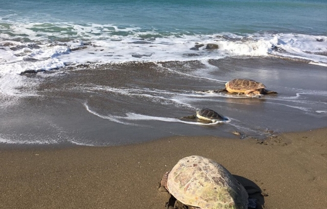 kaplumbağalar denizle buluştu