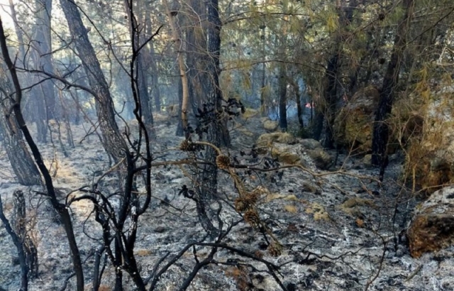 Orman Yangını Büyümeden Söndürüldü