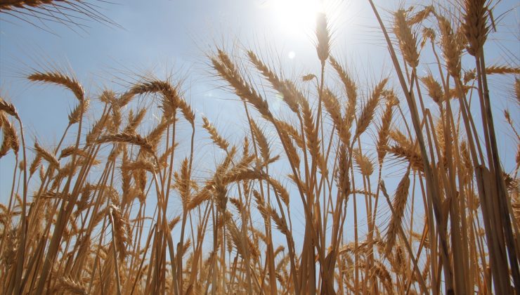 Amik Ovası’nda 220 bin ton buğday rekoltesi bekleniyor