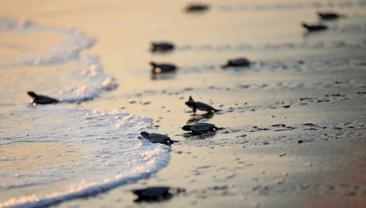 Deniz kaplumbağalarının “hayat yolculuğu” başlıyor