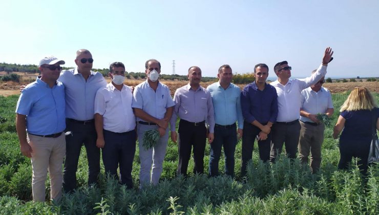 Arsuz’da Adaçayı hasat şenliği