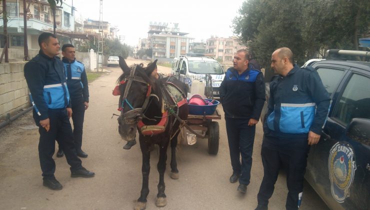 Kırıkhan Belediyesi Zabıtaları At Arabalarına Göz Açtırmadı