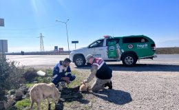 Jandarma Ekipleri Sokak Hayvanlarını Besledi