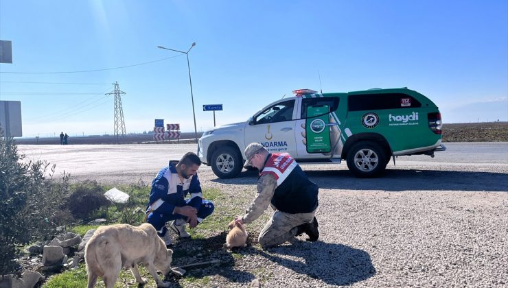 Jandarma Ekipleri Sokak Hayvanlarını Besledi