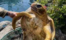 Yaralı Bulunan Deniz Kaplumbağası Tedaviye Alındı