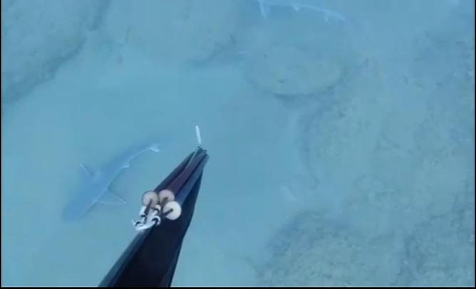 <strong>Samandağ Sahilinde Köpek Balığı Görüntülendi</strong>