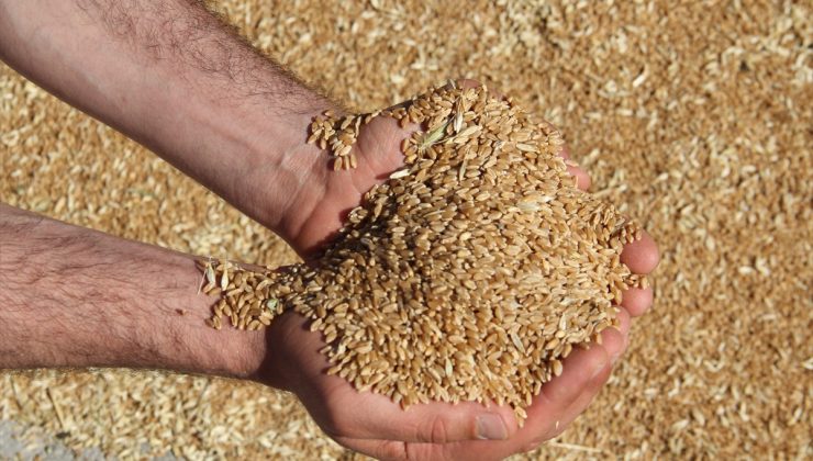 Amik Ovası’nda İlk Buğday Hasadı Yapıldı