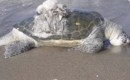 Ölü Deniz Kaplumbağası Bulundu