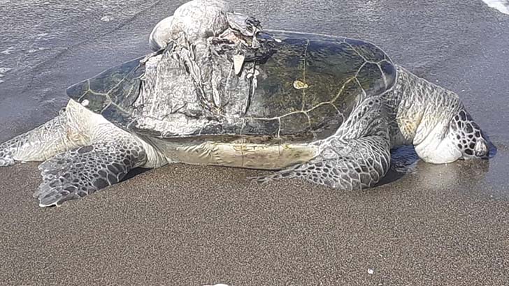 Ölü Deniz Kaplumbağası Bulundu