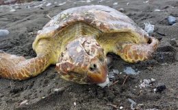 Yaralı Bulunan Deniz Kaplumbağası Tedaviye Alındı