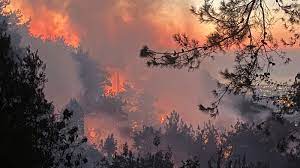 Türkiye Orman Yangınlarıyla Boğuşuyor