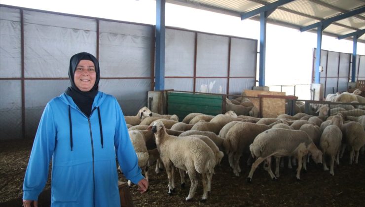 Devlet desteğiyle çiftlik kuran kadın, koyun sayısını 150’den 350’ye çıkardı