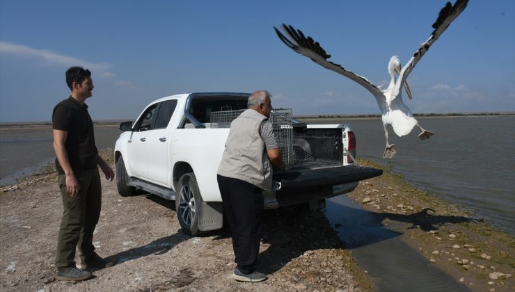 Bitkin bulunan ak pelikan bakımının ardından doğaya bırakıldı