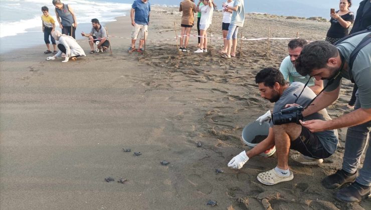 Deniz Kaplumbağası Yavruları Suyla Buluştu