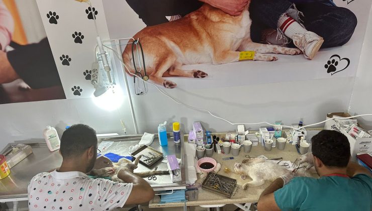 Kırıkhan Belediyesi Sokak Hayvanları Kısırlaştırma Seferberliği Başlattı