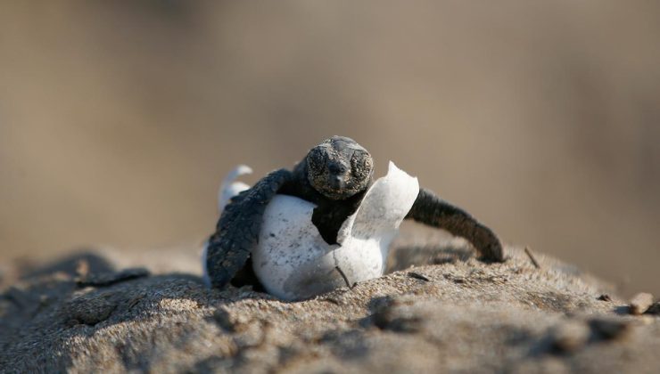 Denizle buluşturulan kaplumbağa sayısı her geçen yıl artıyor