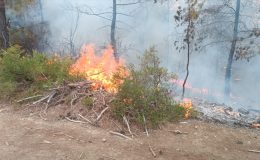 Adana’da çıkan orman yangını söndürüldü