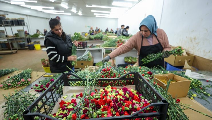 Çiçek Üreticileri Hatay’a Ücretsiz 100 Bin Karanfil Gönderdi