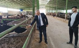 İl Müdürü Türkmen, Et Ve Süt Üretimi Çiftliği İnceledi