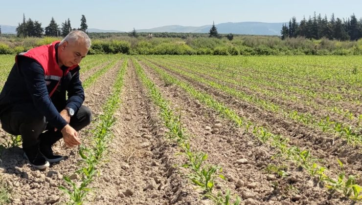 Tarım Müdürü Türkmen, Mısır Arazi Kontrollerine Katıldı